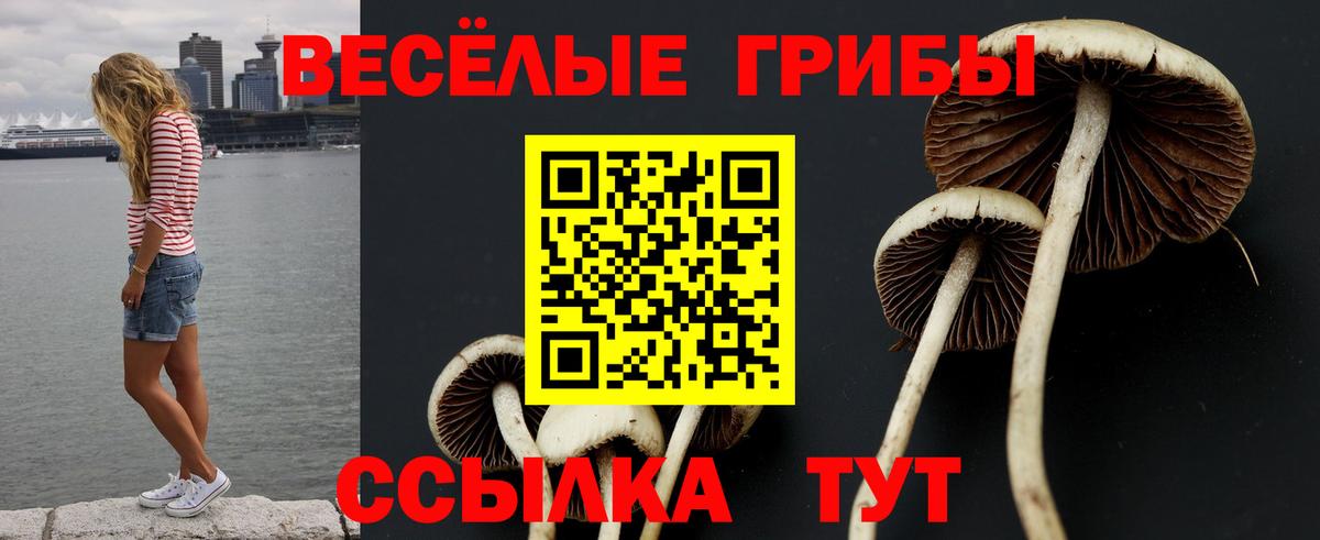 Псилоцибиновые грибы Cubensis Энгельс